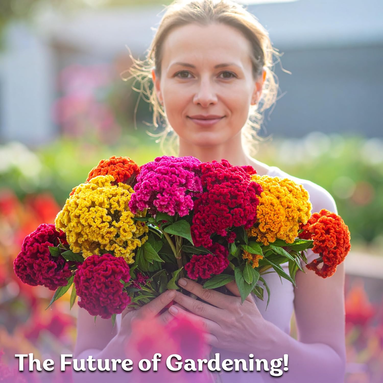 KVITER 500 Dwarf Mix Cockscomb Seeds for Planting Celosia argentea