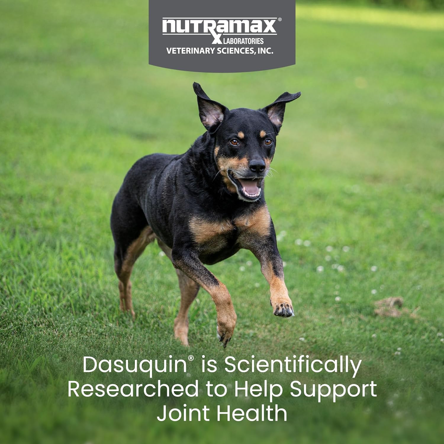 Nutramax Dasuquin joint health supplement for small to medium dogs, showing the supplement bottle and packaging.