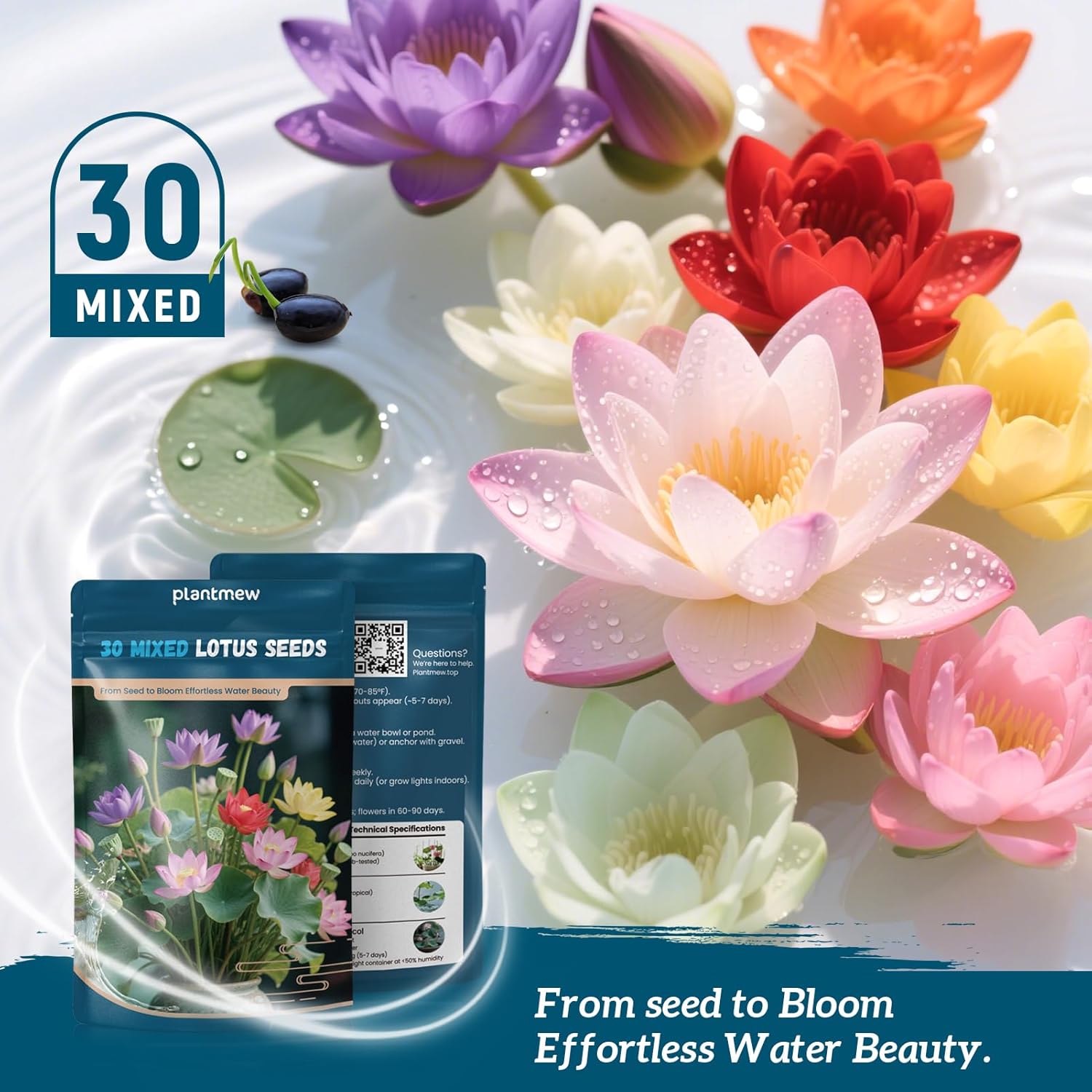 Lotus Seeds for Planting in Water | 30 PCS Mixed Color Bowl Lotus Seeds