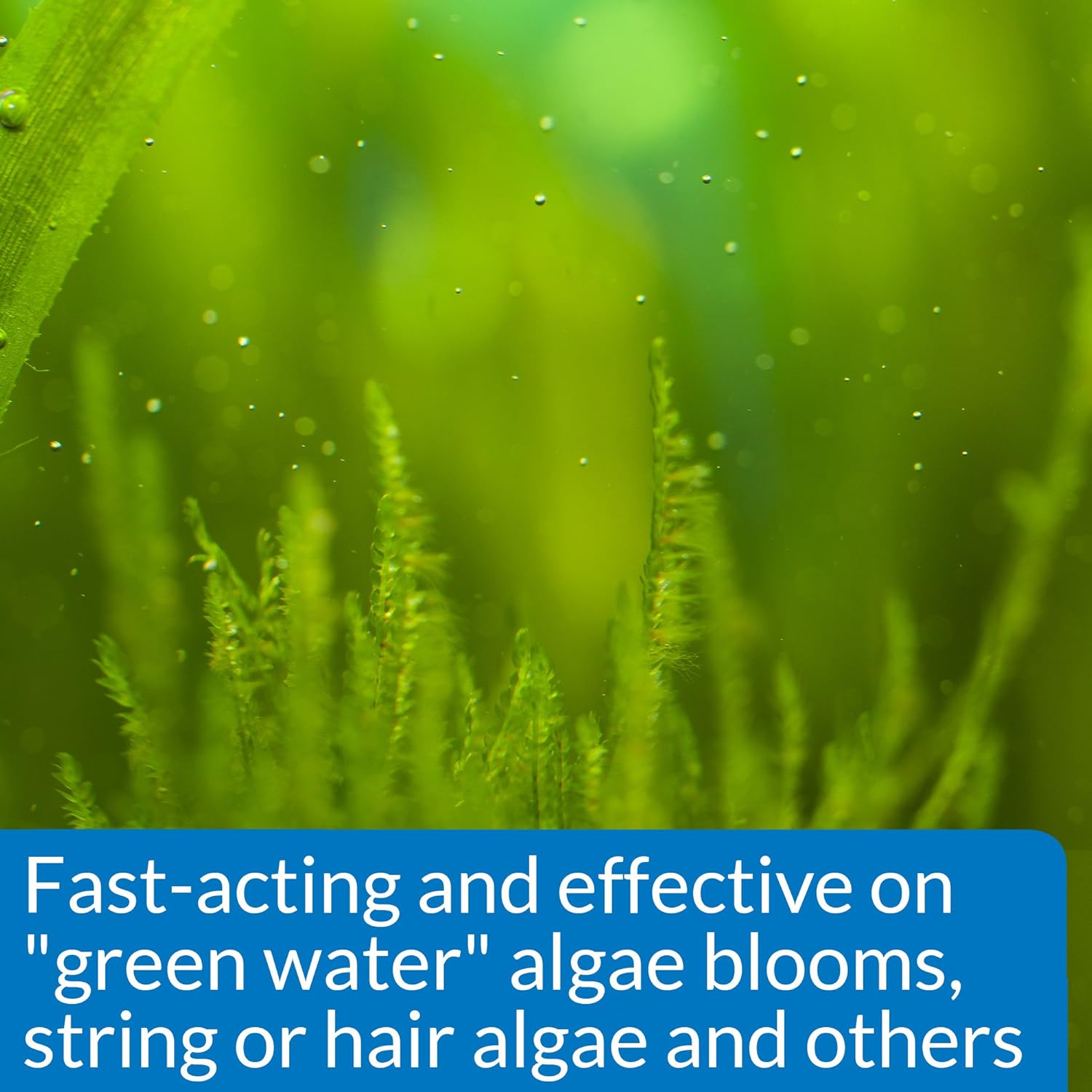API ALGAEFIX algae control 16-ounce bottle for pond and aquarium algae removal, with a clear view of the product label.