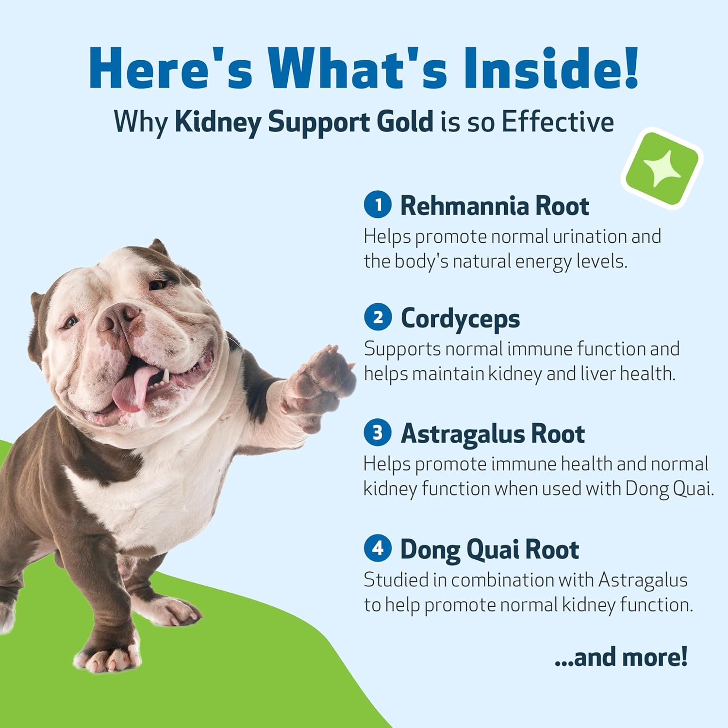 Pet Wellbeing Kidney Support Gold supplement for dogs, featuring capsules designed to promote healthy kidney function.