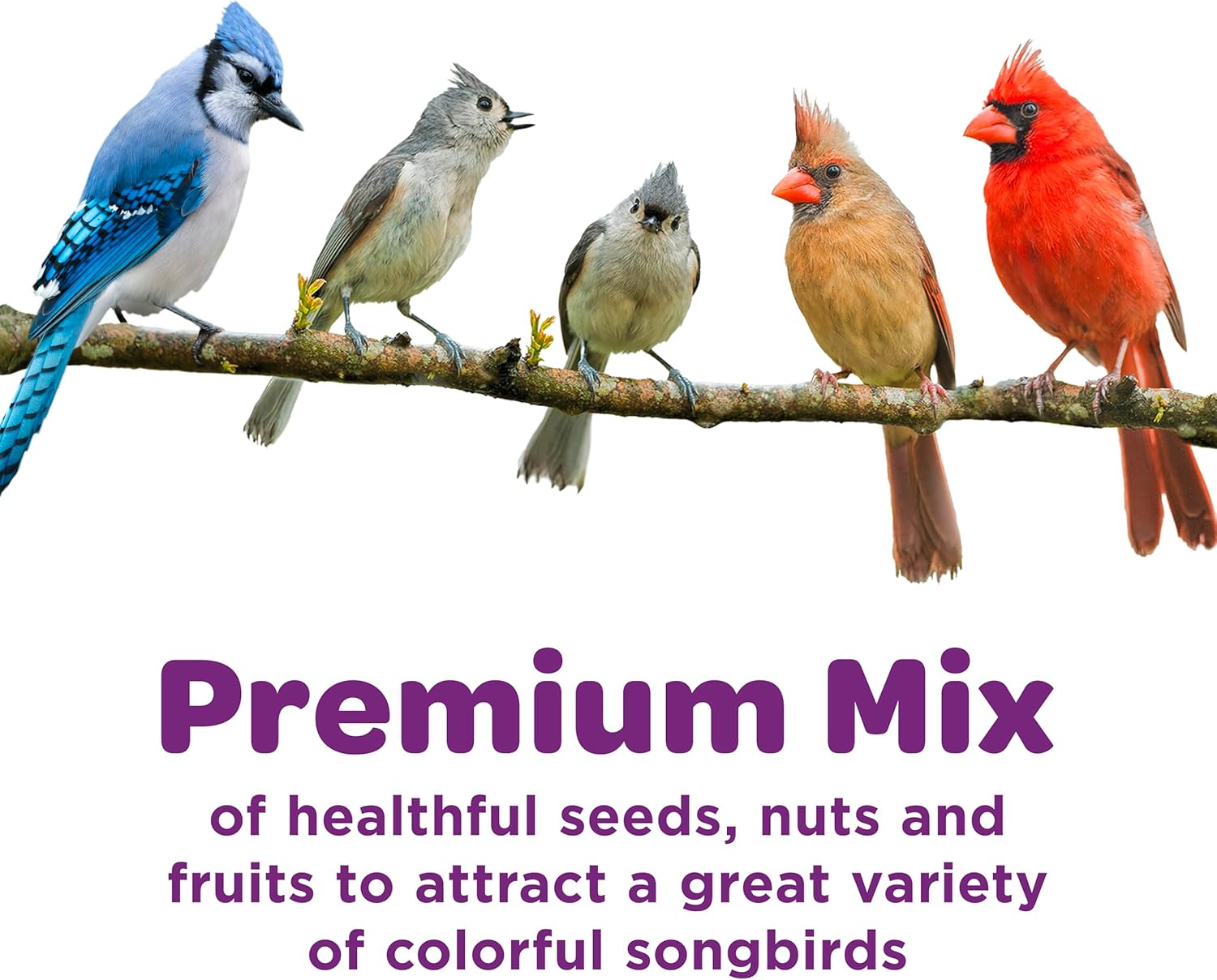 Kaytee Nut & Fruit Wild Bird Seed 5 lb bag showing a colorful mix of nuts and dried fruits for wild birds.