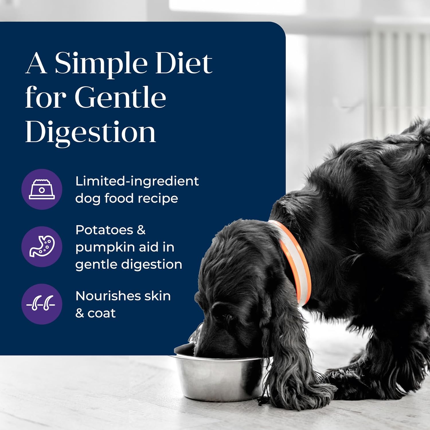 Blue Buffalo Basics grain-free senior wet dog food with skin and stomach care, featuring a nutritious dog food meal in a bowl.
