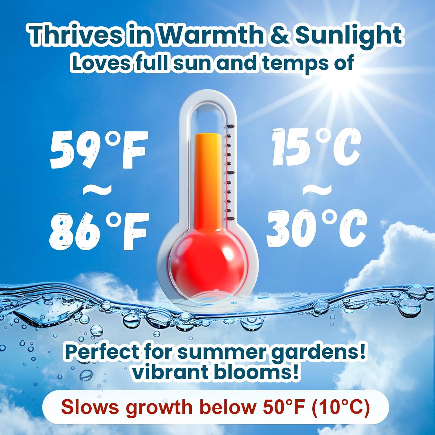 Lotus Seeds for Planting in Water | 30 PCS Mixed Color Bowl Lotus Seeds