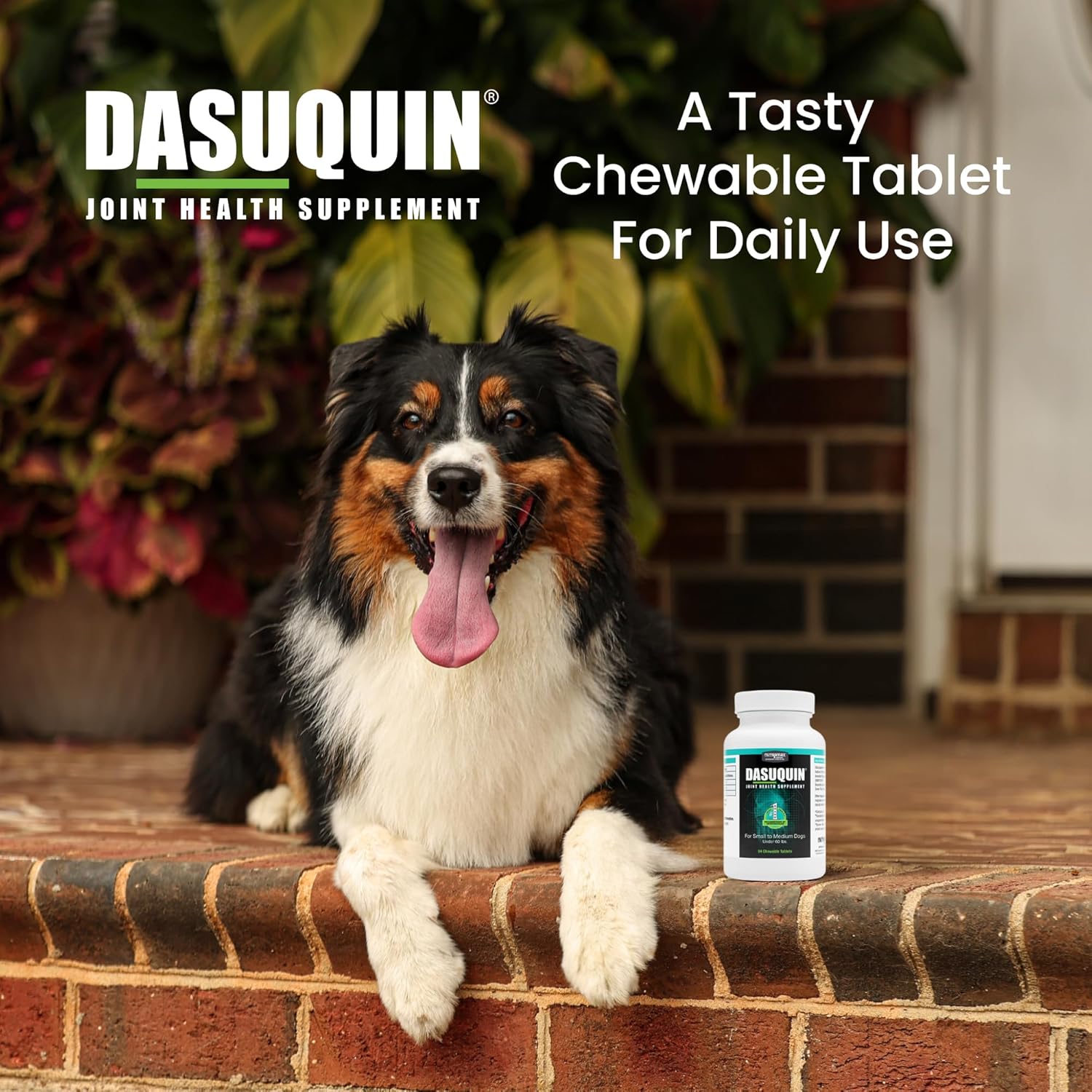 Nutramax Dasuquin joint health supplement for small to medium dogs, featuring supplement bottles and packaging.