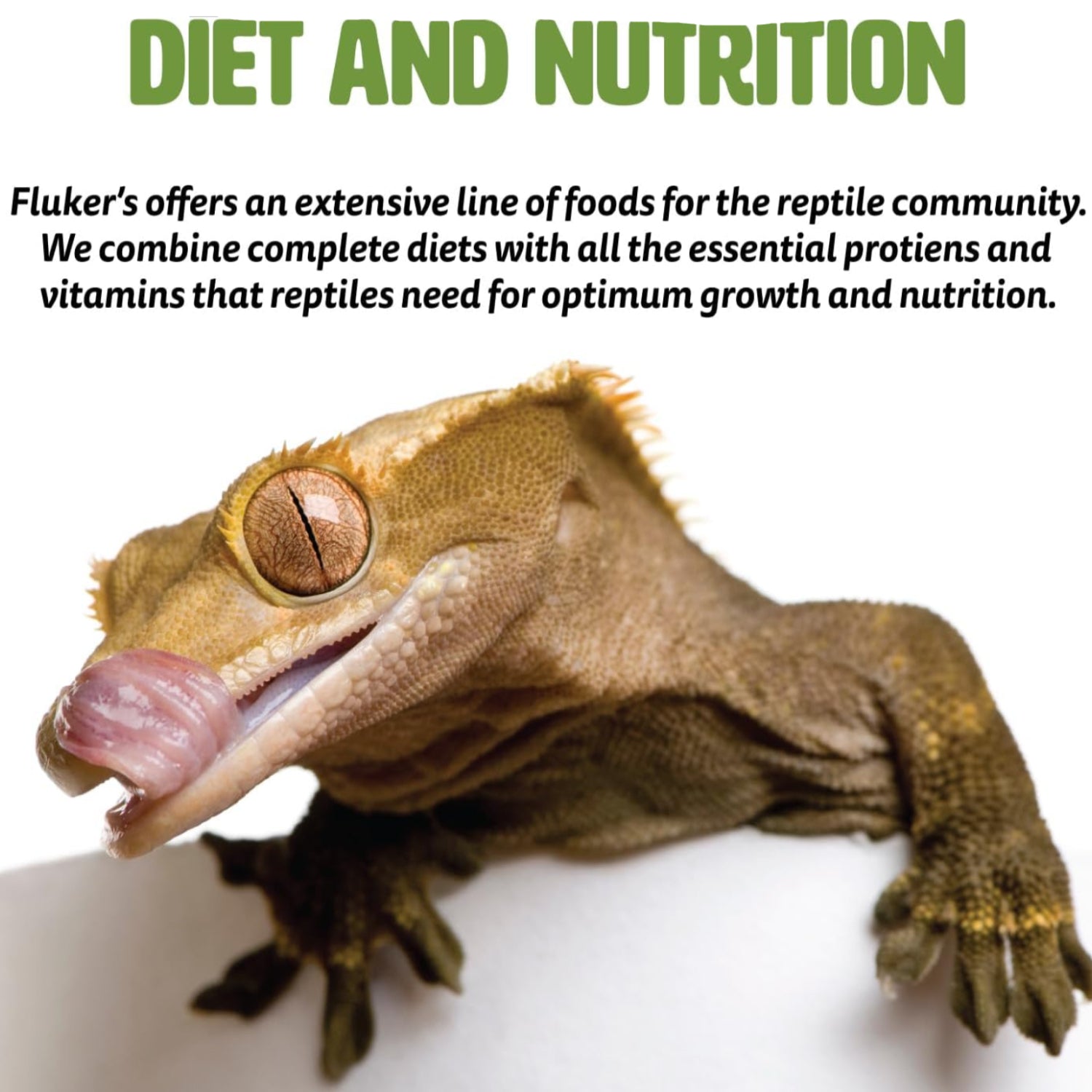 Fluker's Buffet Blend aquatic turtle food with freeze-dried shrimp in a clear plastic container, showing dried shrimp pieces inside.