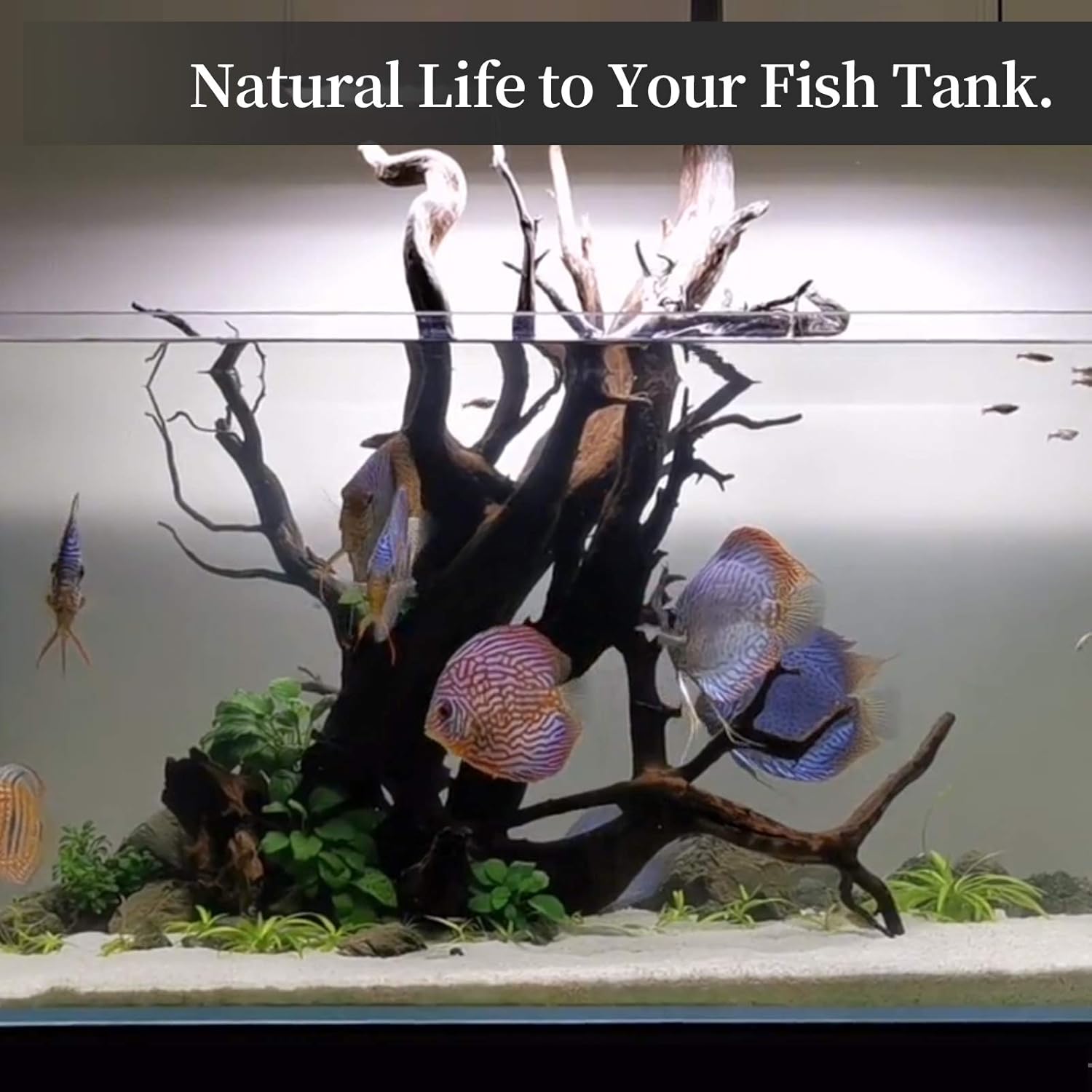 Fish tank with decorative elements and fish, featuring text 'Natural Life to Your Fish Tank'.