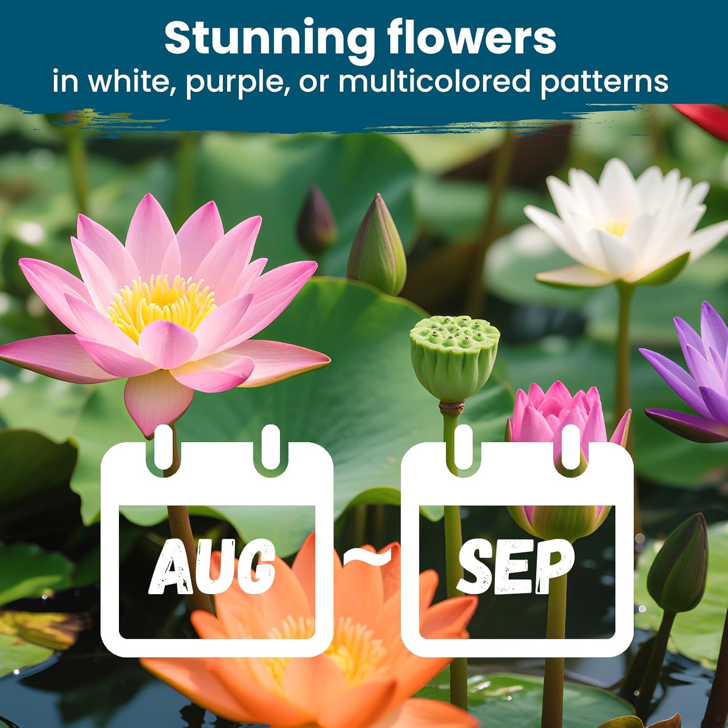 Lotus Seeds for Planting in Water | 30 PCS Mixed Color Bowl Lotus Seeds