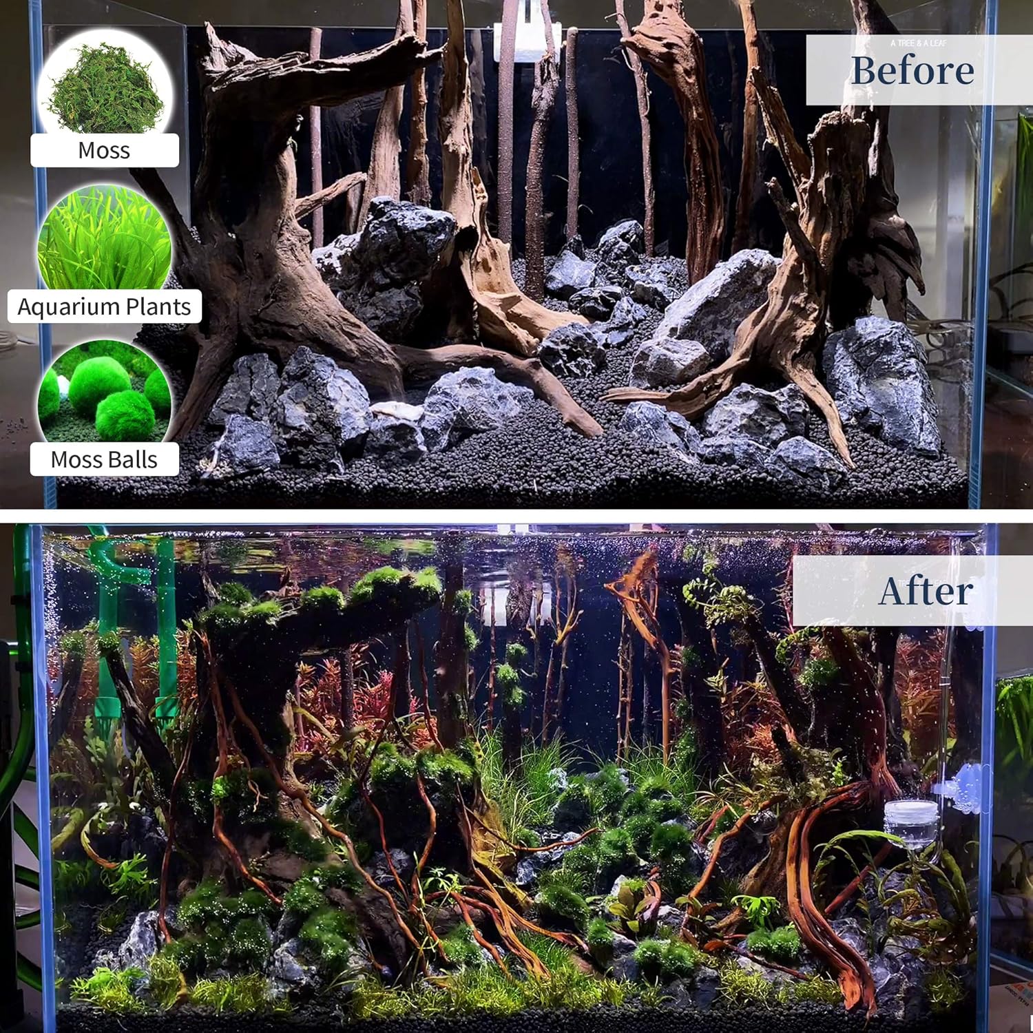 Before and after comparison of an aquarium setup with added moss, plants, and balls.