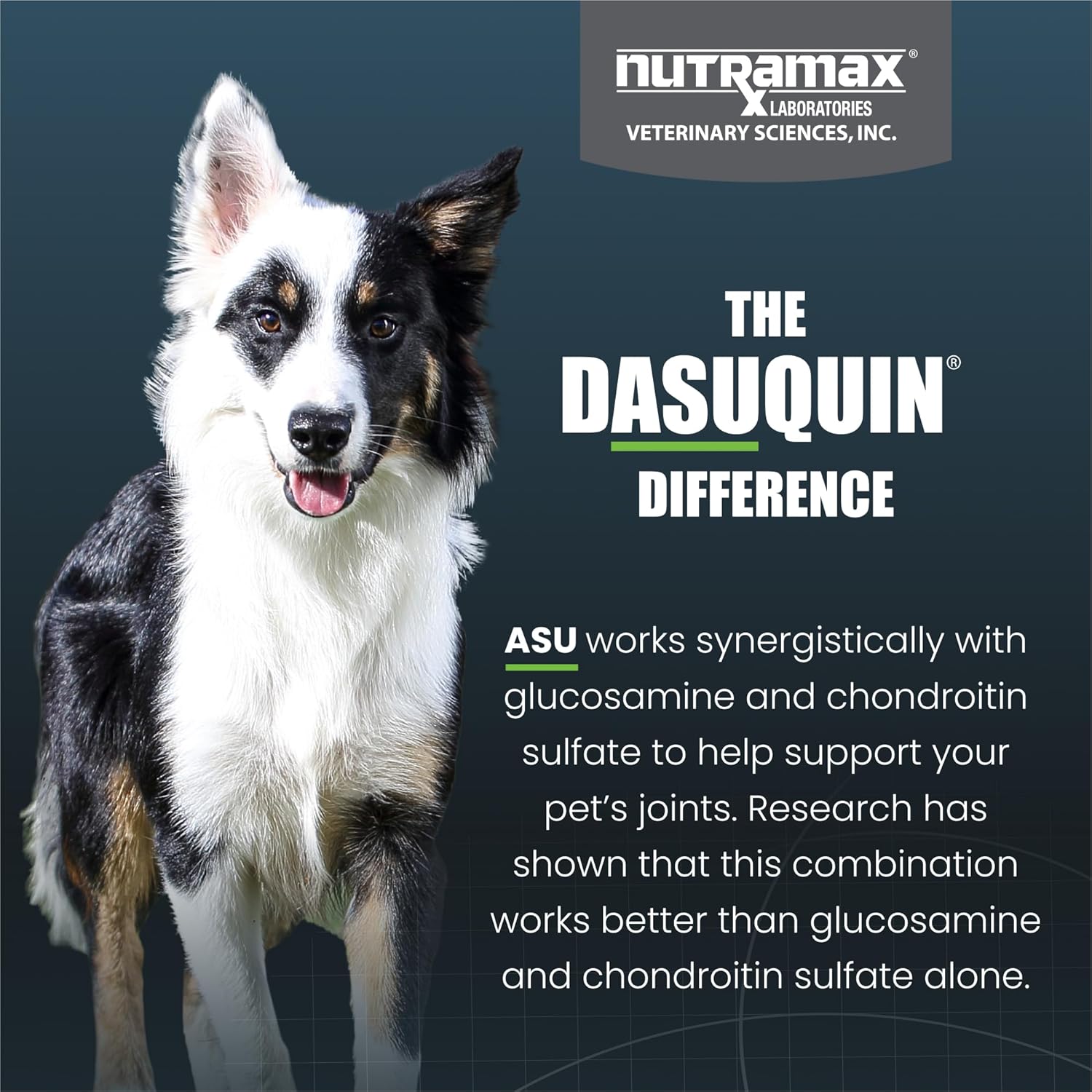 Nutramax Dasuquin joint health supplement for small to medium dogs, featuring a bottle with a label and chewable tablets.