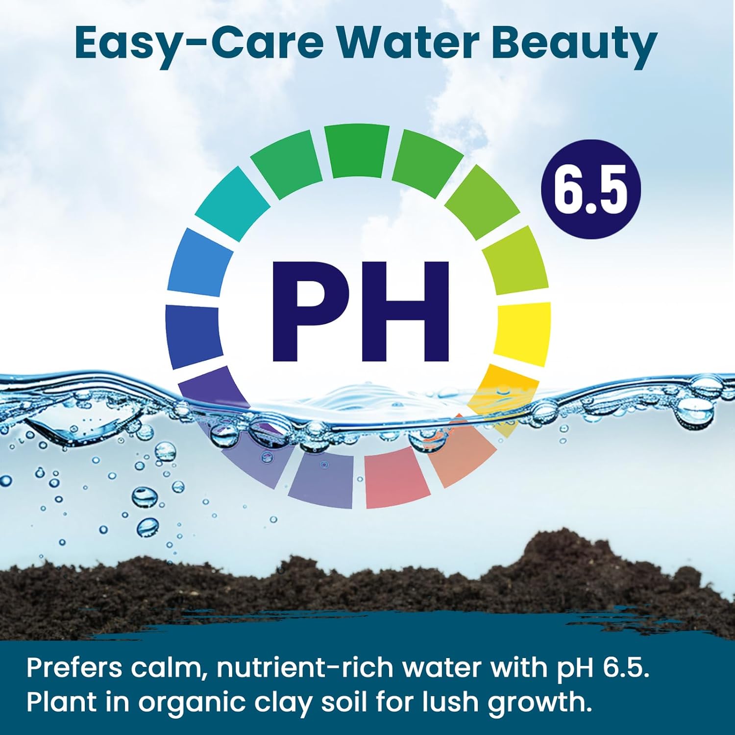 Lotus Seeds for Planting in Water | 30 PCS Mixed Color Bowl Lotus Seeds