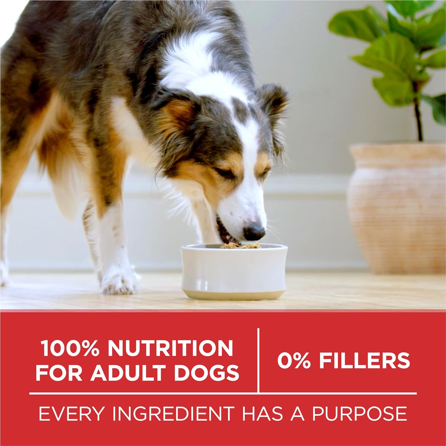 Bag of Purina ONE Chicken and Rice Formula dry dog food in a 16.5 lb bag, showing the product packaging and branding.