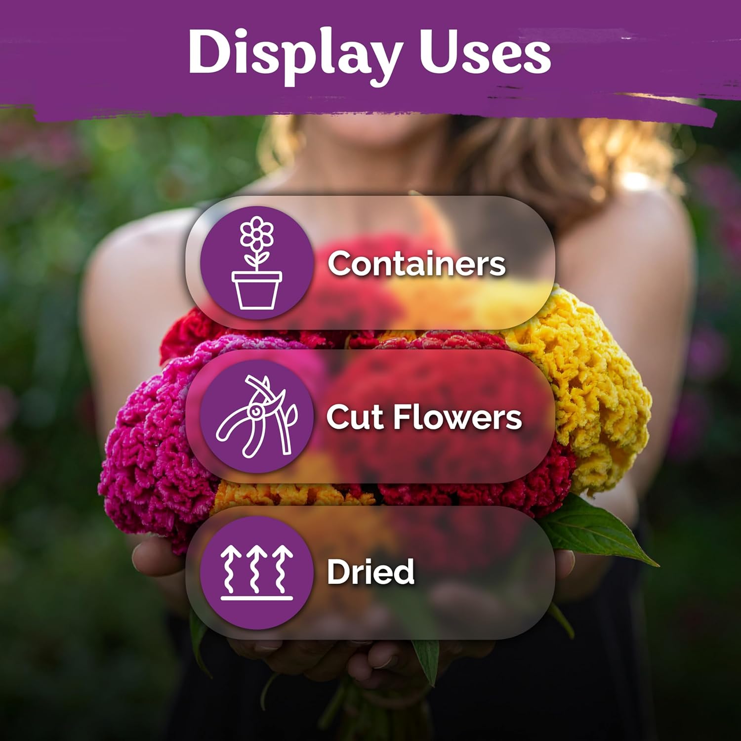 KVITER 500 Dwarf Mix Cockscomb Seeds for Planting Celosia argentea