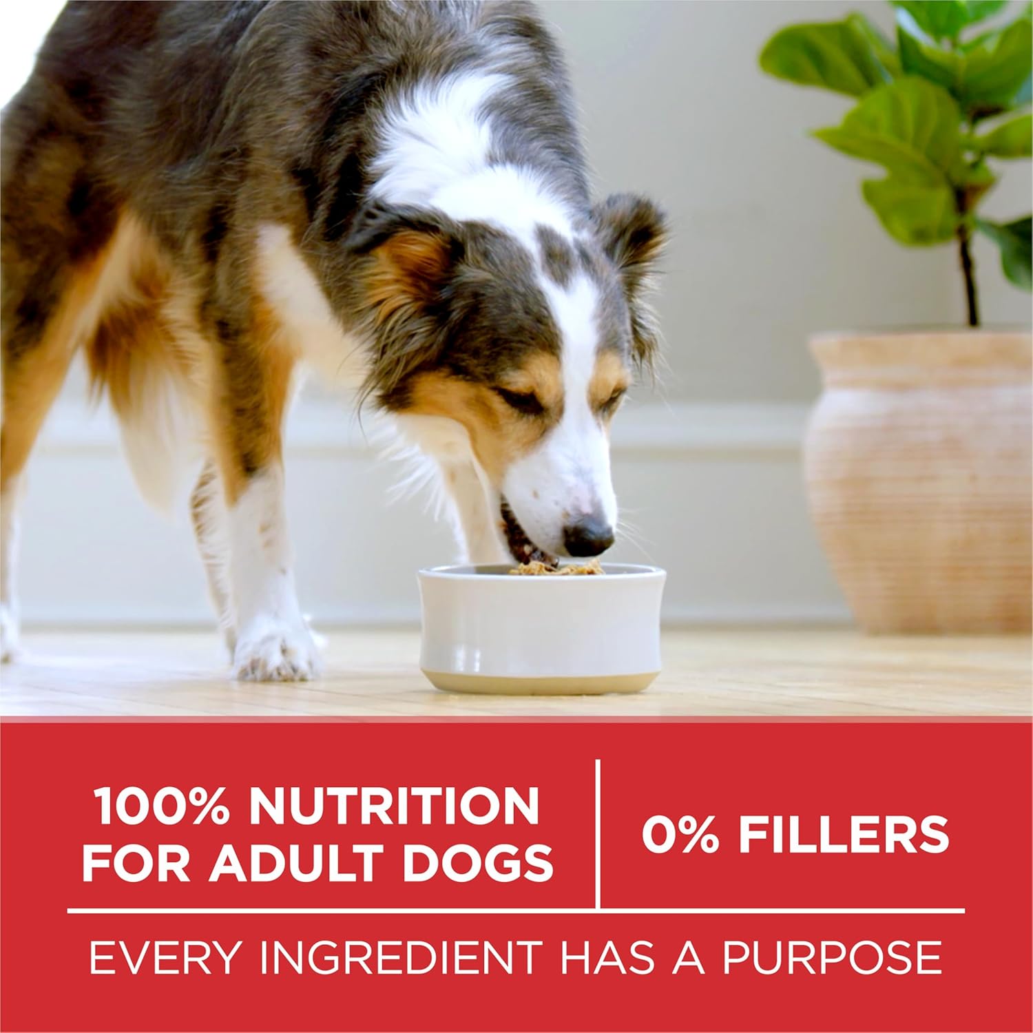 Purina ONE Chicken and Rice Formula dry dog food in a 31.1 lb. bag, featuring kibble with chicken and rice ingredients.