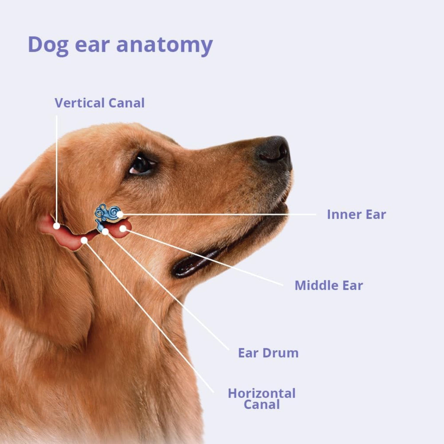 TrizUltra + Keto TrizULTRA+Keto Flush supplement in 12 oz bottle, showing the product label and packaging.