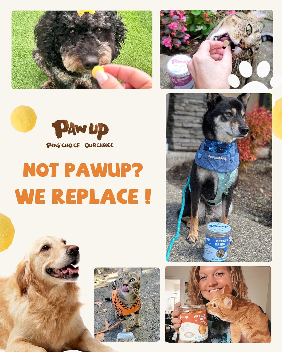 PAWUP Freeze Dried Quail Egg Yolk Pet Treats for dogs and cats in 4.2 oz package, rawhide-free, nutritious pet snack