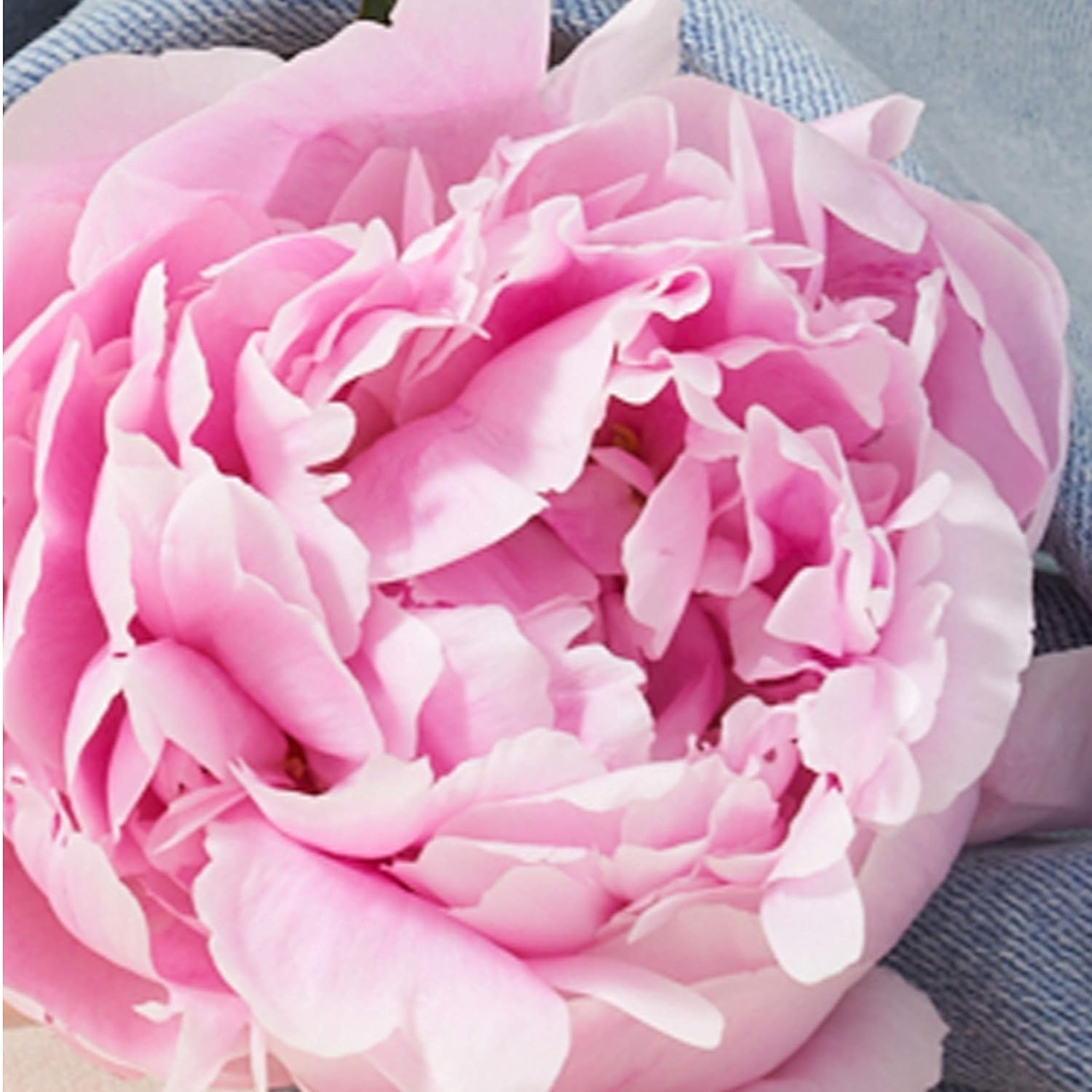 Lucky Brand Lucky You Perfume for Women, Eau De Toilette Day or Night Spray