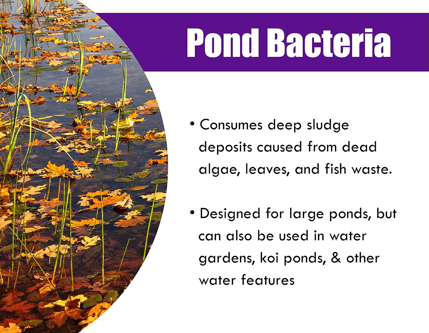 Pond Worx Pond Bacteria concentrated formula for large ponds, shown in a clear container with a label indicating pond treatment.