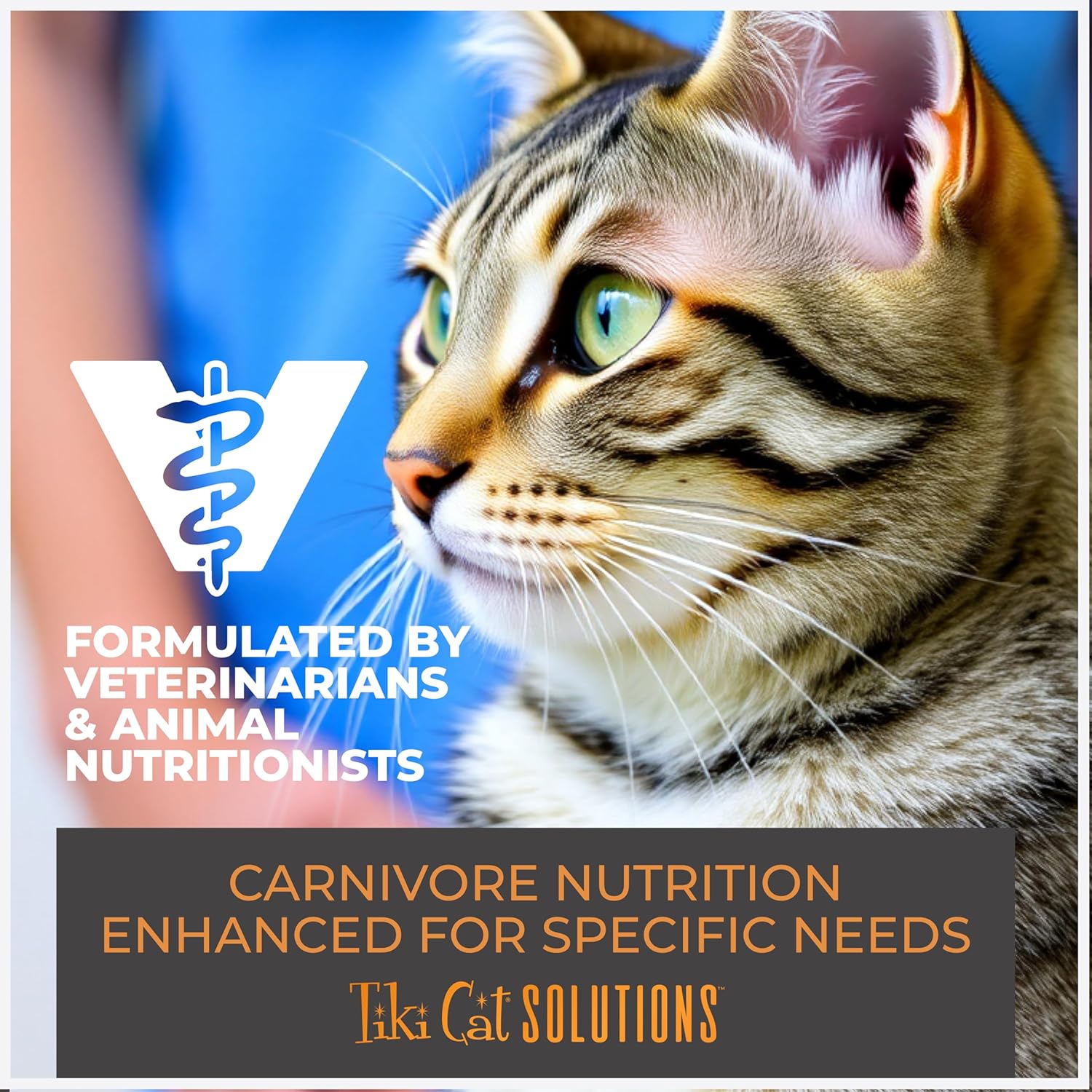 Tiki Cat Solutions liquid meal replacer wet cat food with tuna in goat's milk, in a clear bowl showing the moist cat food.