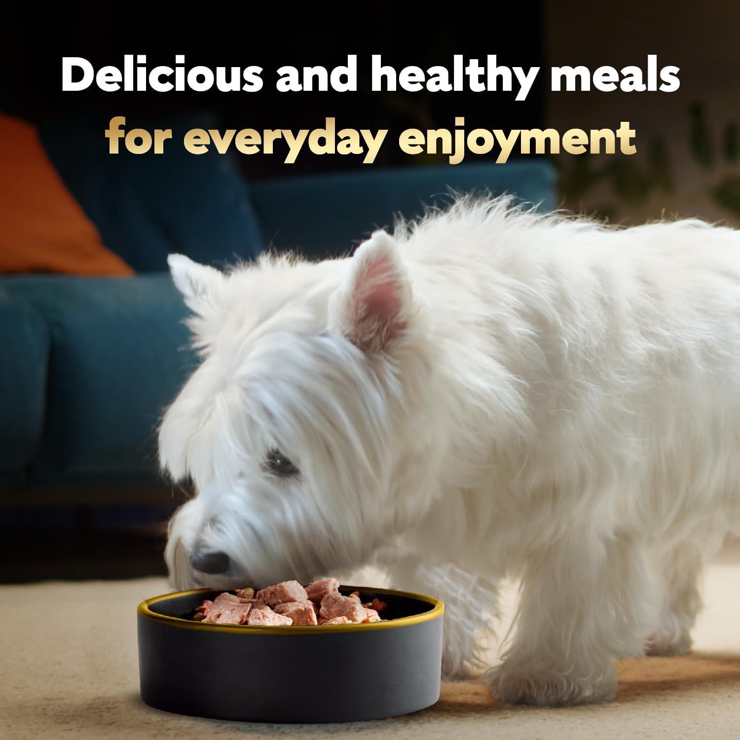 Cesar Wet Dog Food Steak Lovers Variety Pack, Adult, Wet Food for Dogs
