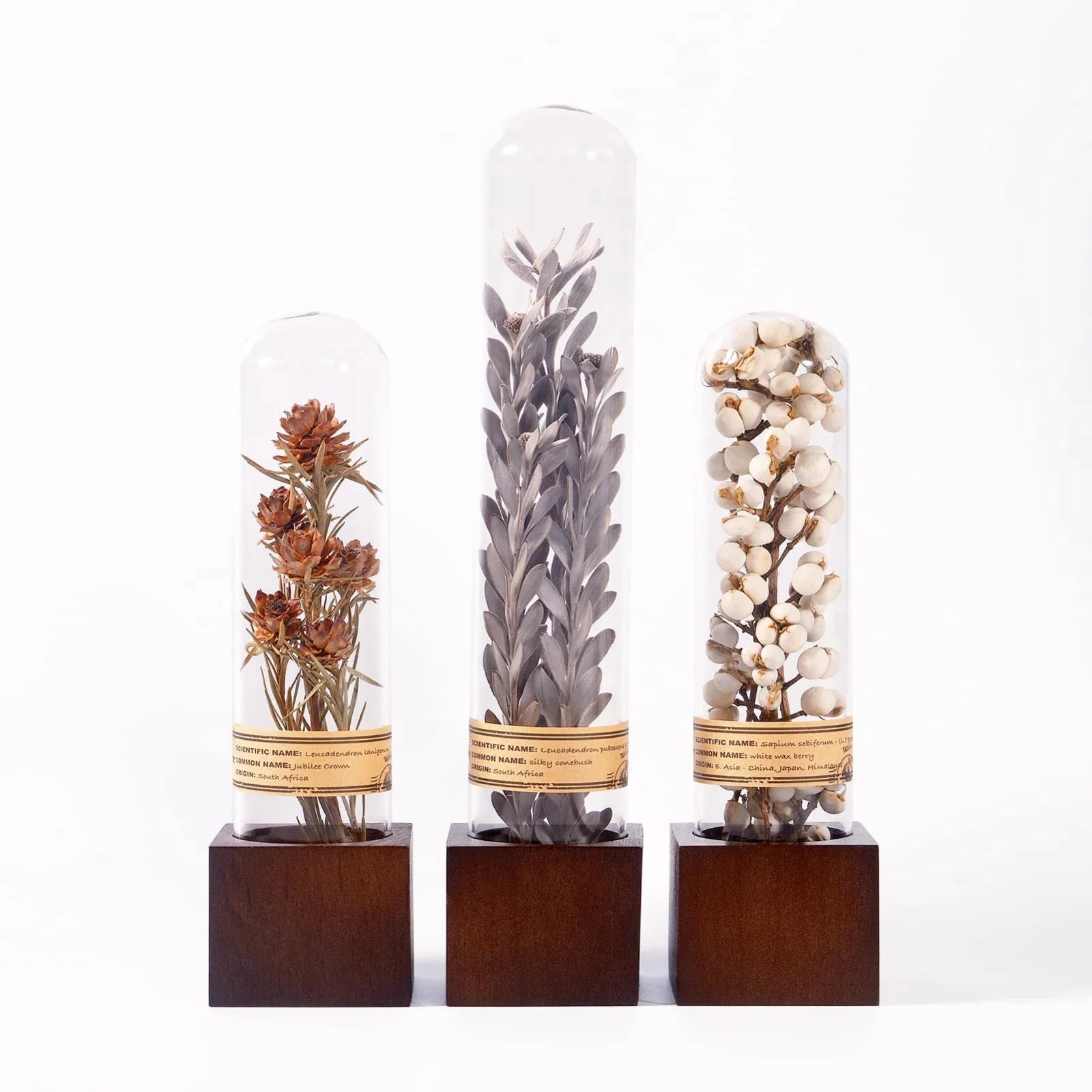 3Pcs Dried Flower Decor Knick Knacks for Shelves Cool Stuff